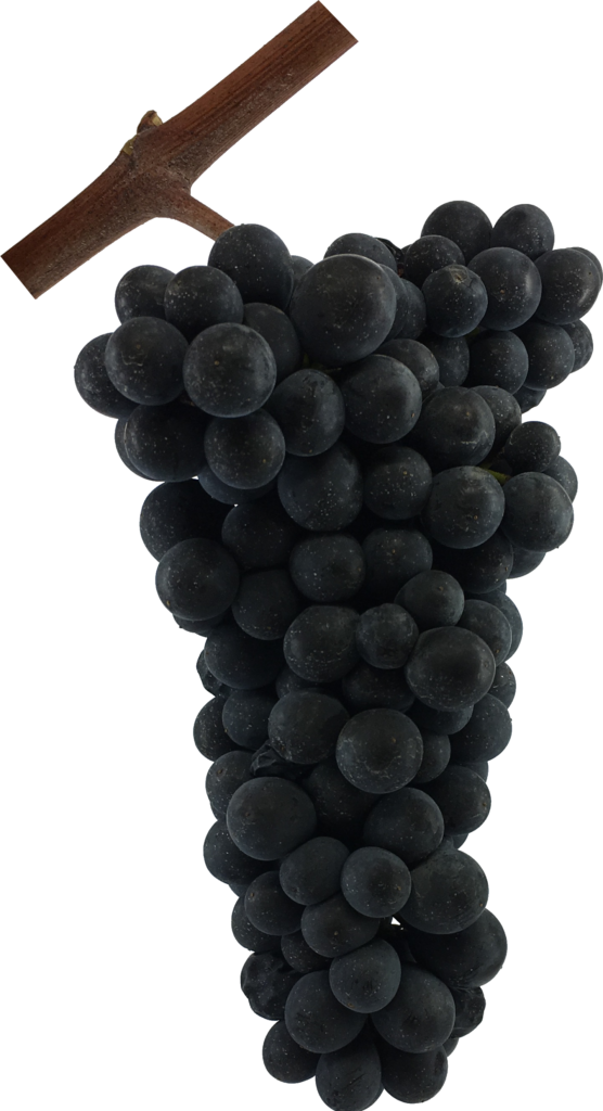 Grappe Pinot Noir | Florian Ramu - 1242 Satigny