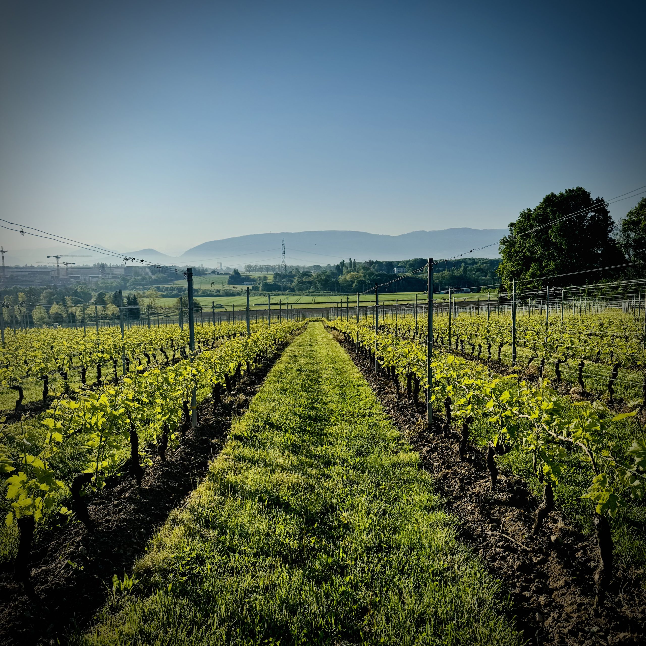 Domaine des Alouettes | Vignoble Domaine des Alouettes | Vignoble