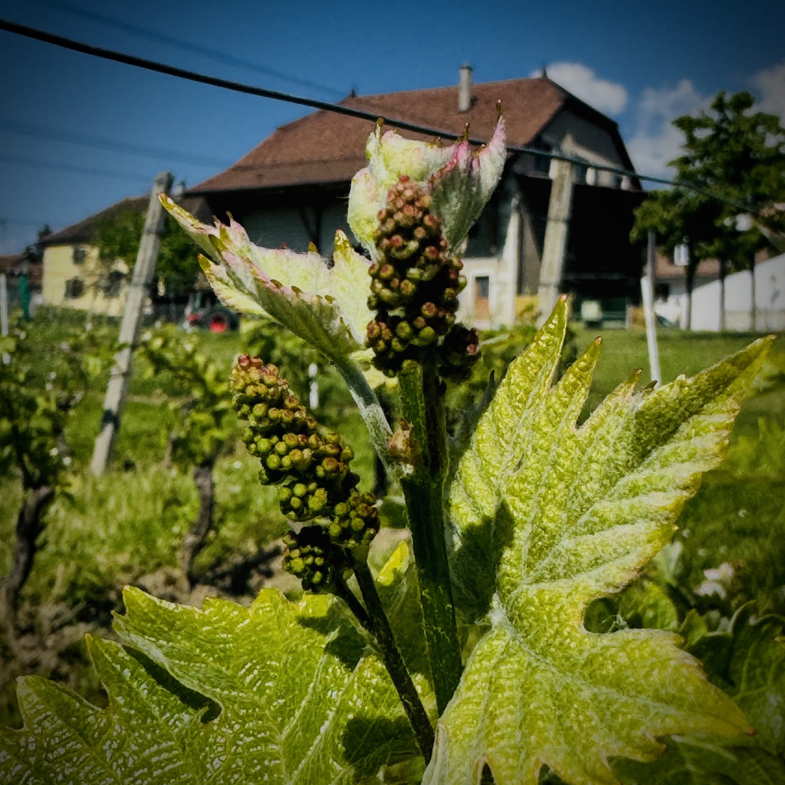 Domaine des Alouettes | Nouvelles grappes Domaine des Alouettes | Nouvelles grappes